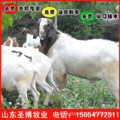 抗病性强 繁殖率高 优选波尔山羊 波尔山羊养殖场150547...