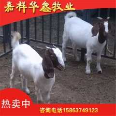 直销杂交波尔山羊肉羊 公母波尔山羊肉羊批发 嘉祥波尔山羊 特...
