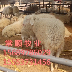 常顺牧业提供  小尾寒羊   改良小尾     波尔山羊 数...