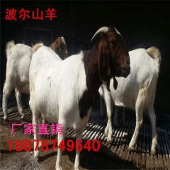 纯种波尔山羊价格嘉祥县华农养殖场常年出售优质波尔山羊