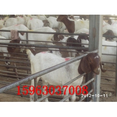 销售优良品种波尔山羊 种羊 多胎羊 肉羊养殖基地 波尔山羊