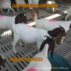 专业供应批发波尔山羊 种羊 肉羊（推荐）黑白山羊 小羊羔