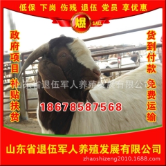 河南长期供应优质波尔山羊 特价销售高品质波尔山羊$