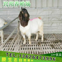 养殖场专业养殖 肉羊 高品质波尔山羊 小羊羔 价格低廉