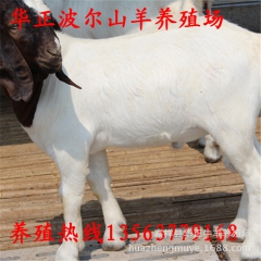 批发波尔山羊 纯种波尔山羊 50只波尔山羊要多少钱