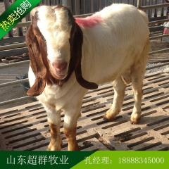 销售波尔山羊  纯种波尔山羊  波尔山羊肉羊怀孕大母羊
