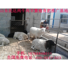 批发波尔山羊 波尔山羊价格 波尔山羊养殖技术