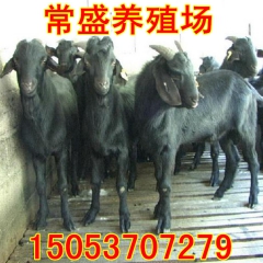 小尾寒羊批发基地 直销杂交白山羊波尔山羊