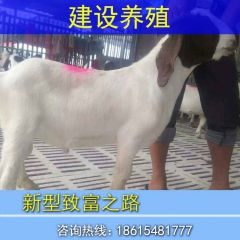 纯种波尔山羊价格 波尔羊 种羊波尔山羊 波尔山羊价格多少