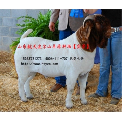 纯种波尔山羊,中国大型的波尔山羊养殖基地—波尔山羊羊羔价格