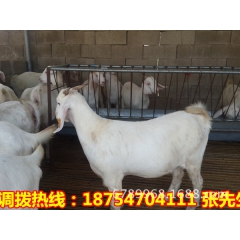 波尔山羊 纯种波尔山羊多少钱一只