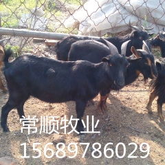 奶山羊饲养  黑山山羊 波尔山羊 白山羊