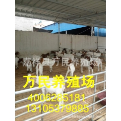 波尔山羊、波尔山羊价格、育肥羊苗多少钱、养羊利润怎么样！