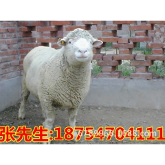 无角陶赛特羊、白山羊、波尔山羊、奶羊