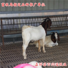 新一代改良波尔山羊 低价销售波尔山羊羊羔 教学波尔山羊养殖技...