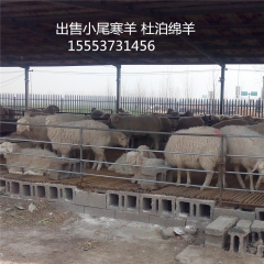 小尾寒羊养殖 羊羔 波尔山羊   黑山羊 养殖肉羊