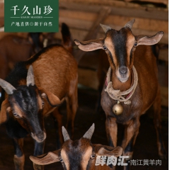 有机散养南江黄羊 波尔山羊 活禽美味美感 私人和酒店定制