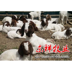 【东祥牧业】出售波尔山羊散养波尔山羊