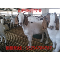 常年批发波尔山羊，白山羊，种羊羊羔。