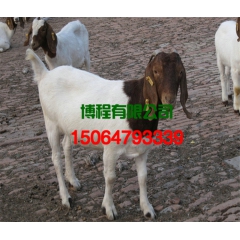 常年供应山羊 波尔山羊 波尔山羊种羊养殖基地
