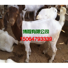 优质优良波尔山羊 卖波尔山羊种羊的在什么位置