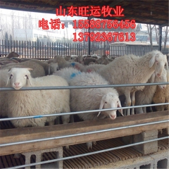 鹰潭欢迎来选购 波尔山羊 养殖效益 黑山羊羊羔的价格 白山羊...