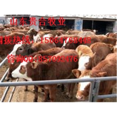 供应牛羊 西门塔尔肉牛 优质肉羊 波尔山羊