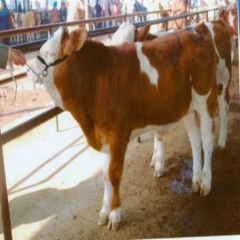 养殖场直销各纯种牛、肉牛、育肥牛犊、波尔山羊