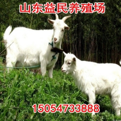 山羊批发市场直销本地山羊价格 纯种波尔山羊 山东山羊的品种