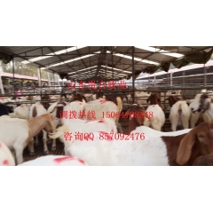 供应改良波尔山羊 贵州波尔山羊  广东波尔山羊  肉羊