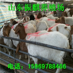 活羊多少钱一斤 波尔山羊 羊苗 活羊价格 2016养羊补贴力...