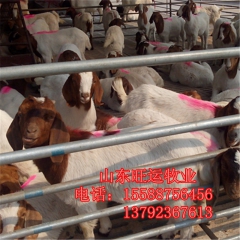 杜波价格 出售波尔山羊，小尾寒羊多少钱，纯种杜泊羊，黑山羊