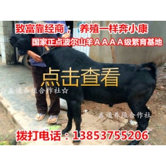 种羊品种 波尔山羊 亚洲黄羊 努比亚黑山羊 羊苗价格