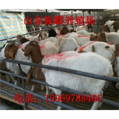 厂家出售纯种波尔山羊 波尔山羊种羊苗 波尔山羊价格