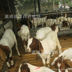 快来育种 波尔山羊 本场改良最新品种波尔山羊5代长势好月增2...