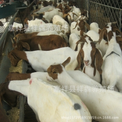 供应 育肥波尔山羊 白山羊 改良杂交羊