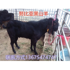 养羊 养殖波尔山羊 优质黑山羊 提供高产种羊 来场参观 价格...