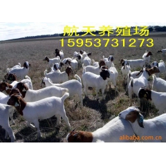 【推荐】出肉率最高-生长速度最快纯种波尔山羊