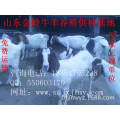 供应优质波尔山羊 怀孕母羊价格 种羊养殖技术 免费运输