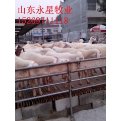 养殖场常年出售肉羊小尾寒羊 波尔山羊 内蒙肉羊价格