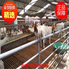 优良波尔山羊 小尾寒 羊种羊苗 品种齐全价格优惠