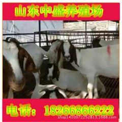 大批量出售纯种波尔山羊 波尔山羊怀孕母羊 波尔山羊羔羊价格 ...