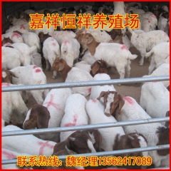 养殖场长期现货供应纯种波尔山羊波尔山羊肉羊价格白色波尔山羊