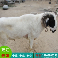 双江供应优质波尔山羊 养殖羊羔 稳定货源 品种优良 欢迎来电