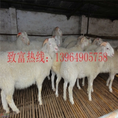双江供应波尔山羊 优质种羊 欢迎来电价格优惠 品种纯正