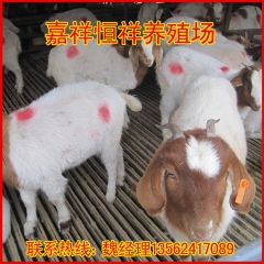 长期现货供应纯种波尔山羊 量大从优 波尔山羊肉羊价格