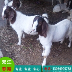 优质种羊 双江供应波尔山羊 高产品种 批发价格 欢迎来电