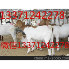 波尔山羊价格 黑山羊的价格 白山羊的价格 绵羊的价格
