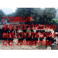 湖南黑山羊,小尾寒羊,黑山羊,白山羊,波尔山羊,湖羊,绵羊