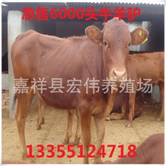 全国包邮肉牛养殖鲁西黄牛,西门塔尔牛 种羊 波尔山羊 驴